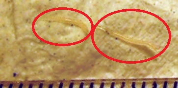 Две самки остриц