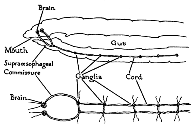 Earthworm nervous system