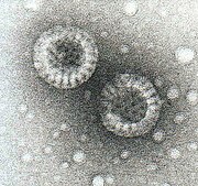Rotaviruses.jpg