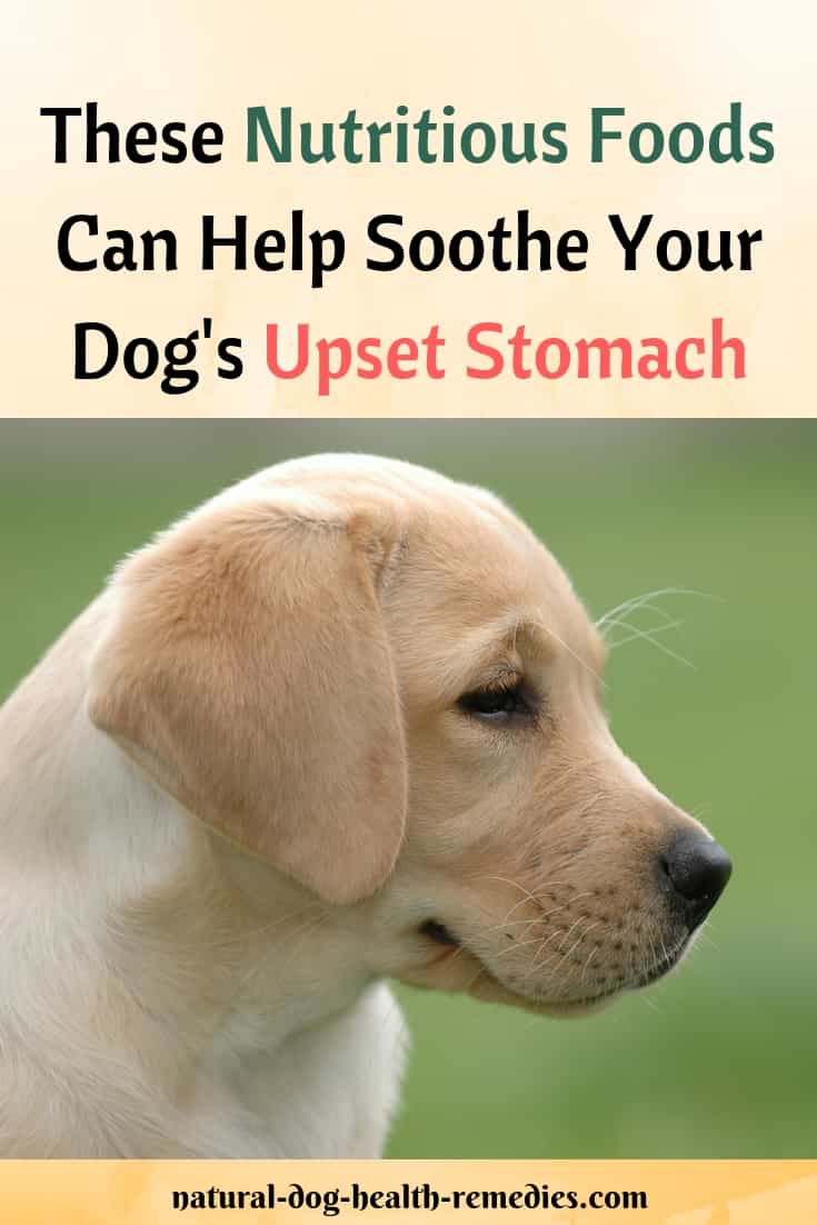 Foods for Dog Upset Stomach